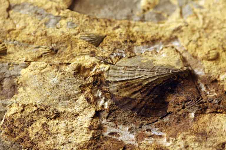 Image couleur de roche avec coquillage fossilisé de couleur brune, jaune et blanc