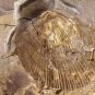 Image couleur de roche avec coquillage fossilisé de couleur brune et jaune