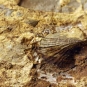 Image couleur de roche avec coquillage fossilisé de couleur brune, jaune et blanc