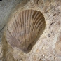 Image couleur de roche avec coquillage fossilisé de couleur brune, gris et blanc